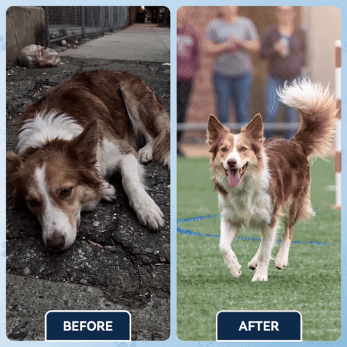 Advanced Hip & Joint Care Chews – dog joint supplement for mobility