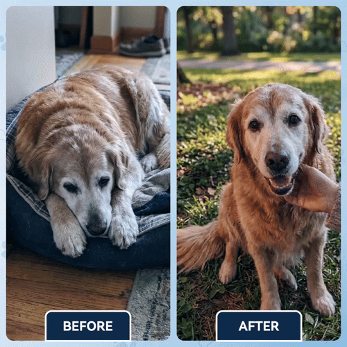 Advanced Hip & Joint Care Chews – dog joint supplement for mobility